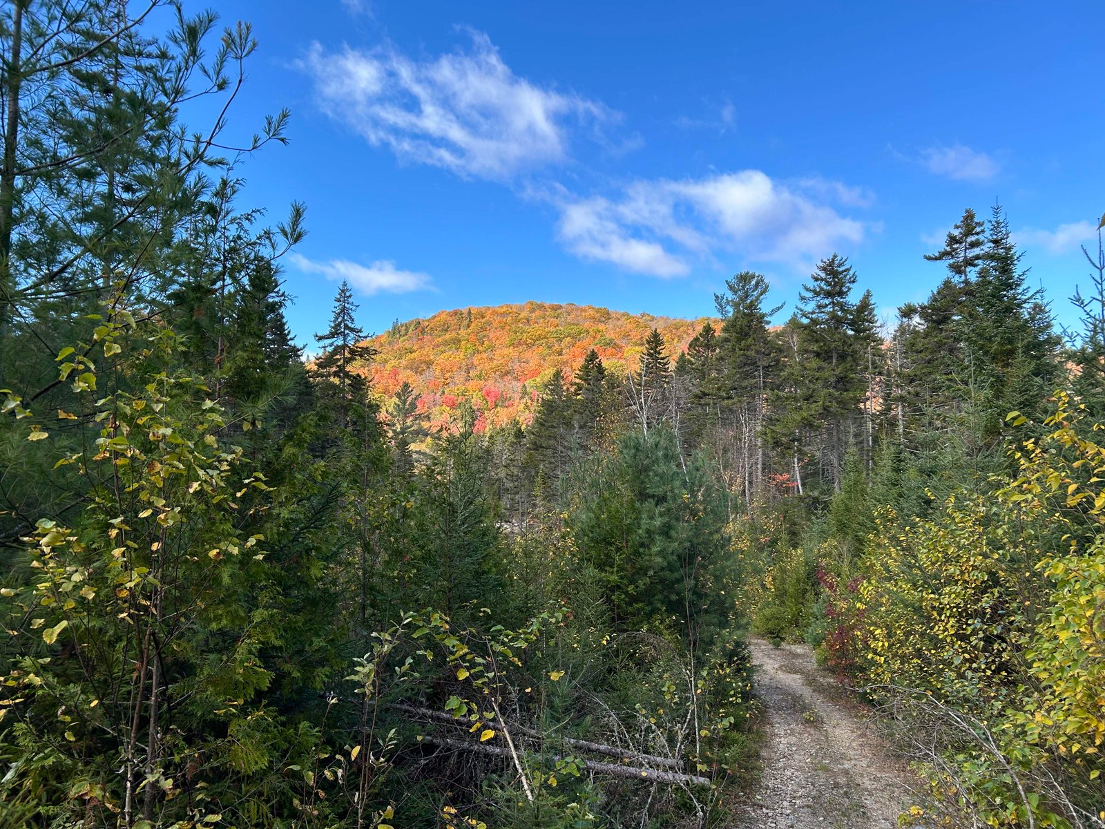 Savio & Ioana — KUD Path